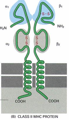 Polymorphe Regionen α1- und α2-domäne β1-domäne - Die Positionen