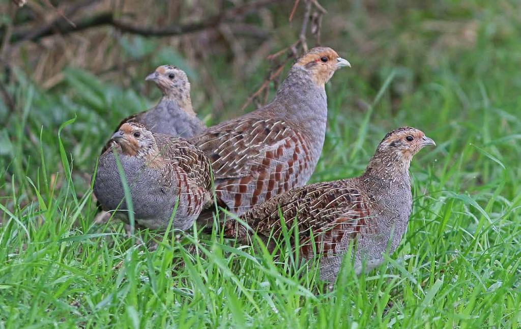 8 natur Rebhühner in Hinrichsfehn vor der Linse Unsere Reihe der Tierfotos von Manfred Helmerichs aus Wiesmoor setzen wir heute mit einem