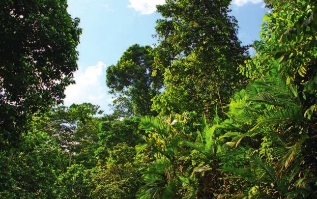 Der Regenwald zählt zu den artenreichsten Gebieten unseres Planeten.