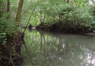 Ausgebaggertes Fließgewässer, bei dem der Aushub auf einem kalkreichen Niedermoor- Standort abgelegt wurde. (Foto: V.