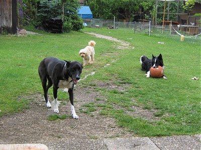 Neben den Meerschweinchen gibt es bei uns noch drei Hunde,