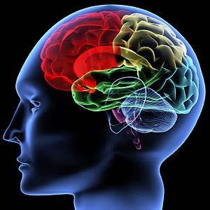 Welche Hirnregionen sind für die Verarbeitung dieser Informationen