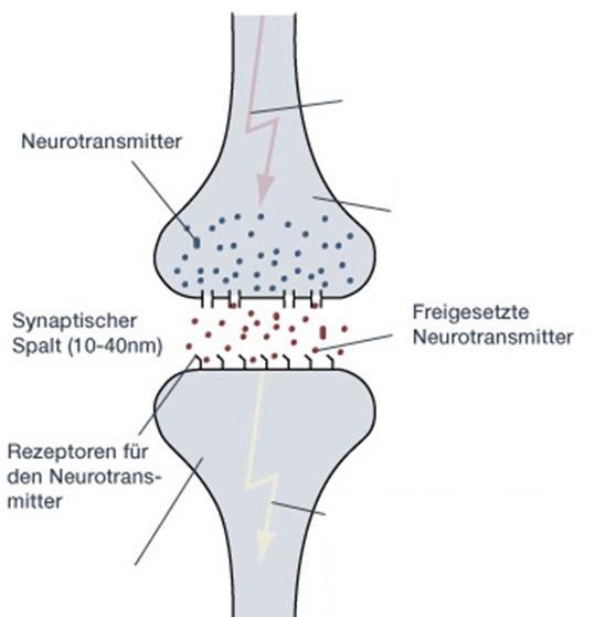 Synapse: Bedeutende Rolle der Neuronen(größe) und der