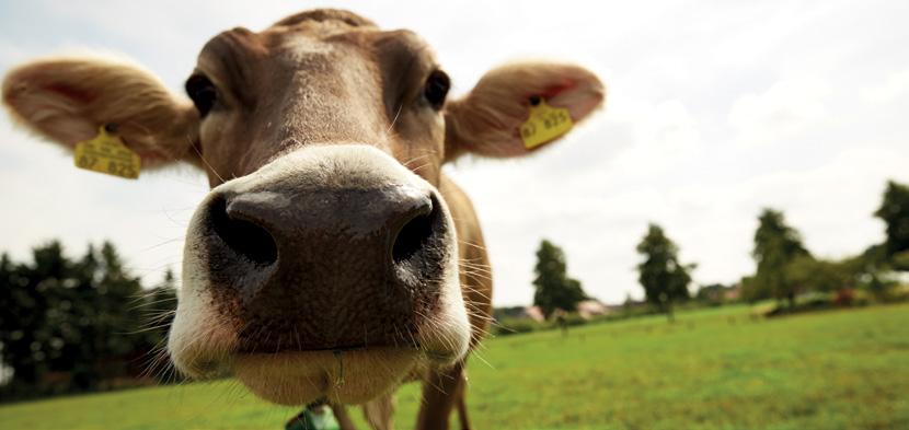 Kühe brauchen Schwefel und Selen Anwendungsbeispiele Auf vielen Grünlandstandorten in Deutschland herrscht Selenmangel. Selenmangel hat bei Rindern dramatische Folgen.