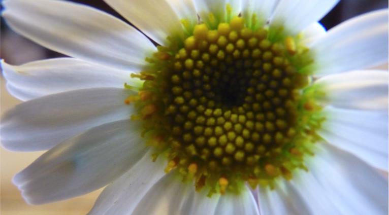 wunderbare Art der Phyllotaxis beobachten, nämlich die Spiralmuster bei Sonnenblumen (siehe