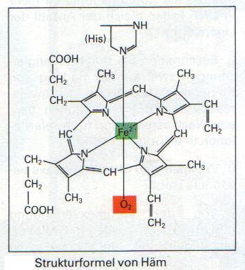 Eisen-Komplex (Fe): Hämoglobin und Myoglobin -