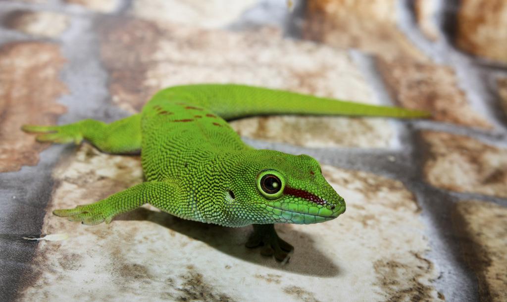 BIONIK Dem Gecko auf der Spur Das Begleitmaterial zur