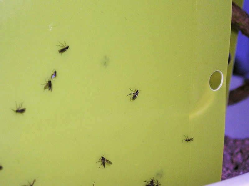 Nützlinge Trauermücken Bradysia paupera Nematoden