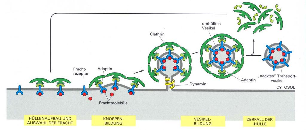 Bildung der Clathrinhülle, Abknospung