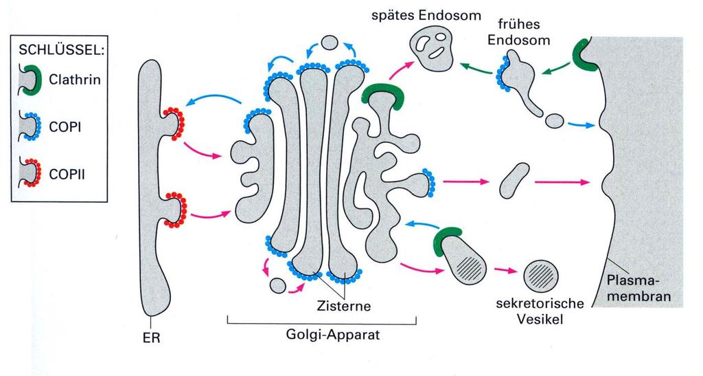 Tansportvesikel erhalten einen Coat