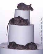 Tetra 1998 50 mice were cloned in three generations
