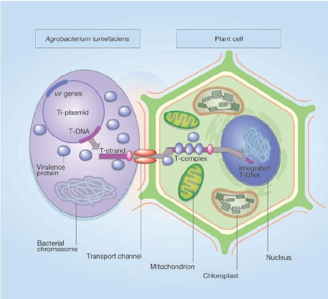 How Agrobacterium genetically transforms plants.