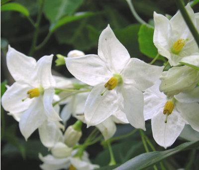 Solanum Jasminoides (Jasmin) Steckbrief: immergrüner Kletterstrauch, stammt aus Südamerika, seine Ranken werden bis zu 4-5 m hoch.