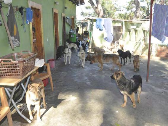 Im Tierheim Demirtas 280 Hunde, im Tierheim in Gazipasa ebenfalls 220 Hunde.