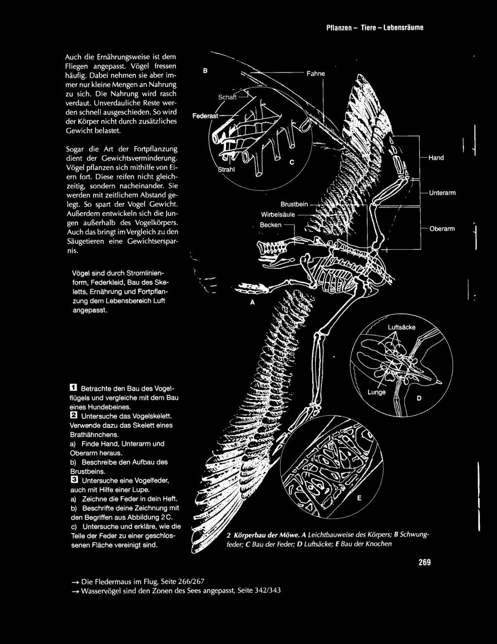 Hand Unterarm Oberarm 1 Vögel sind durch Stromlinienform, Federkleid, Bau des Skeletts, Ernährung und Fortpflanzung dem Lebensbereich Luft angepasst.