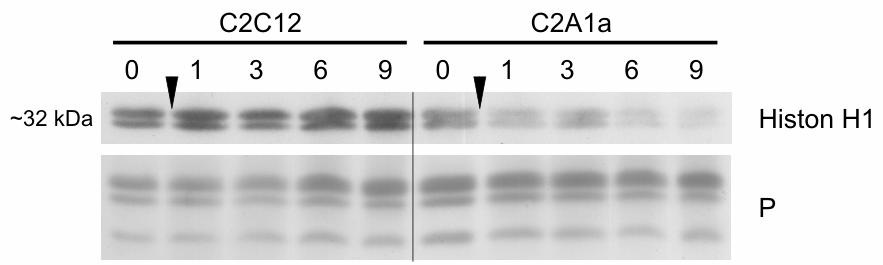 Ergebnisse Koexpression von HP1α und HMGA1a verhindern die Dissoziation der Chromozentren In C2C12-Zellen des Differenzierungstages 3 wurden bei Koexpression von HP1α und HMGA1a erneut die
