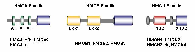 Einleitung 1.3 High-mobility-group (HMG)-Proteine Neben den Histonen sind die High-mobility-group (HMG)-Proteine die zweithäufigste Proteinklasse am Chromatin (Bianchi et al. 2005).