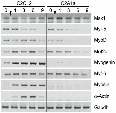 Ergebnisse Mit Hilfe von RT-PCR wurde die Expression weiterer Muskelmarker während der Differenzierung von C2C12- und C2A1a-Zellen überprüft.