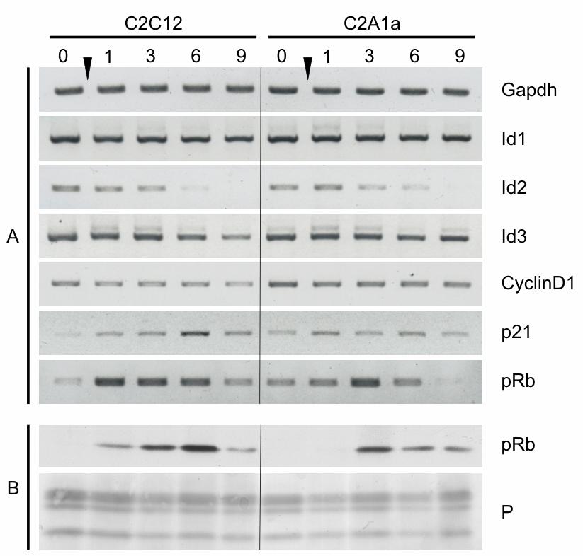 Ergebnisse Diese Ergebnisse zeigen, dass HMGA1a, im Gegensatz zu den Beobachtungen in C2A1a-Myoblasten, nach Induktion der Differenzierung einen anti-proliferativen Effekt aufweist.