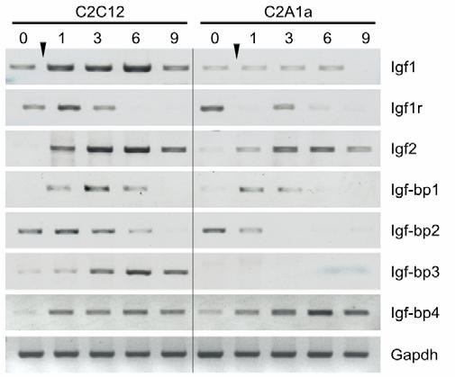 Ergebnisse Während IL-6 in C2C12-Zellen kaum exprimiert war, führte die HMGA1a-Überexpression in C2A1a- Zellen zu einer massiv erhöhten Expression des Zytokins (Abb 4-17 oben).