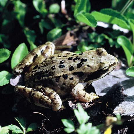 Ausnahmebewilligungen Amtsstelle Geschützte Pflanzen und Tiere Sammeln, Fangen, Halten usw. NSchG Art. 32-35; NSchV Art. 24, Art. 27 Ufervegetation Ausnahmen Beseitigungsverbot NSchV Art.