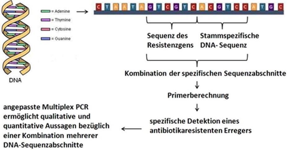 Für eine kombinierte Detektion eines bestimmten Erregers inklusive seines Antibiotikaresistenz-spektrums bzw. eines Teils davon, ist eine Multiplex-PCR entsprechend anzupassen.