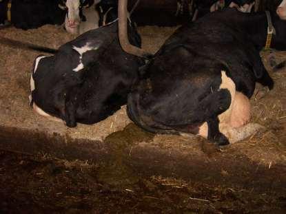 Quelle: LWK NRW Cows and more Julia Glatz -