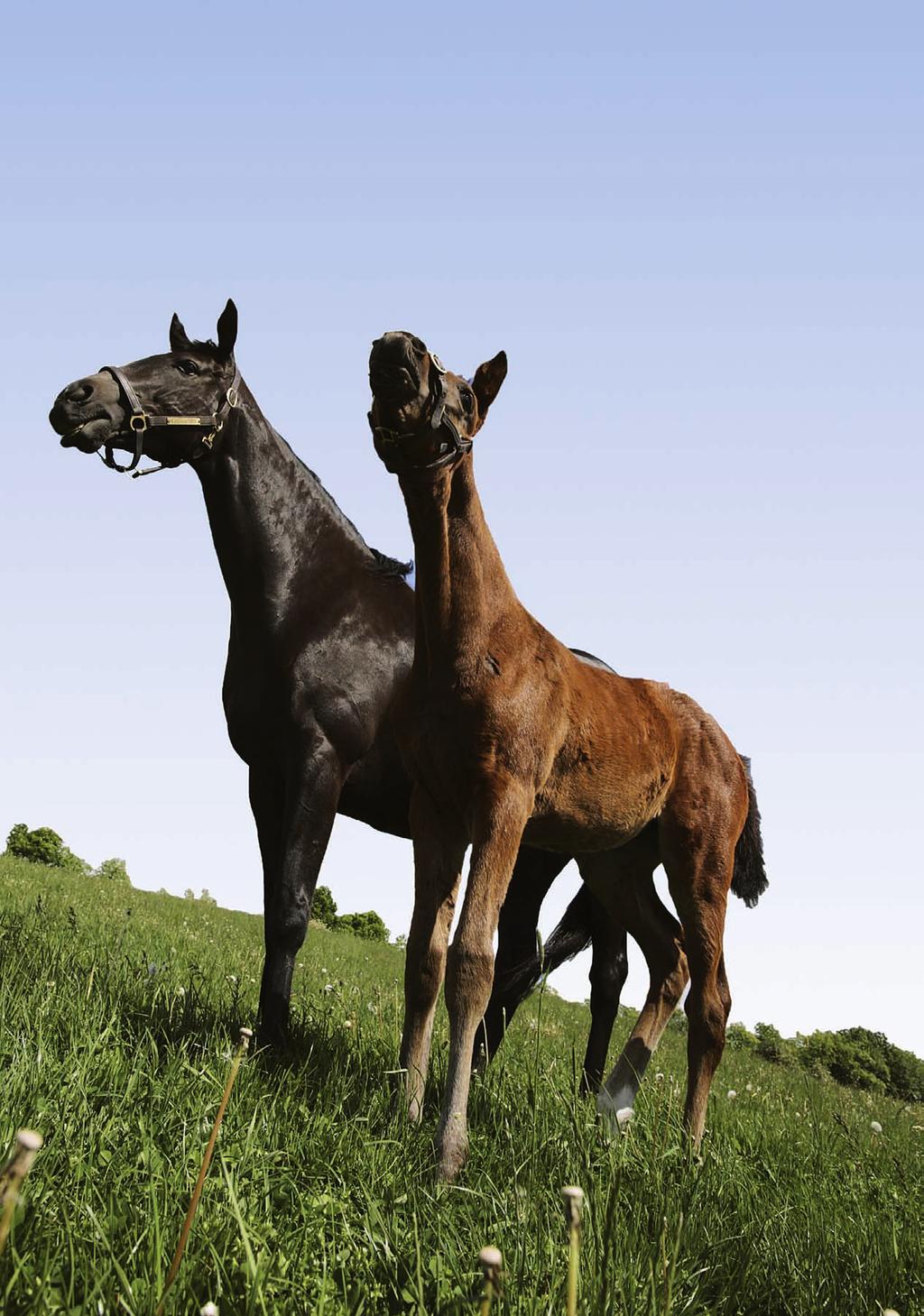 zucht.spezial So wird Ihre Stute tragend! Fruchtbarkeit ist ein zentraler Erfolgsfaktor in der Pferdezucht nicht nur in genealogischer, sondern auch in ökonomischer Hinsicht.