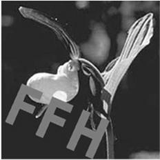 5. Arbeitshilfen zu Natura 2000 / FFH-VP 23 Arbeitshilfen zu NATURA 2000 / FFH-Verträglichkeit FIS FFH-Arten und europäische Vogelarten in Nordrhein-Westfalen Internet: http://ffh-arten.