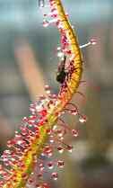 Erst Charles Darwin legte 1875 in seinem Buch Insectivorous Plants überzeugend dar, dass die Natur auf diese vermeintliche Ordnung, in der Pflanzen nur als Nahrungsgrundlage vorkommen, in einigen