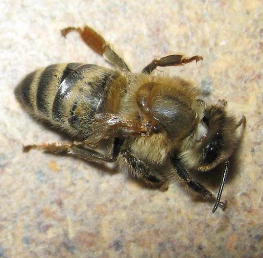 Flügeldeformationsvirus Auftreten im Sommer und Herbst geschlüpfte Bienen zeigen deutlich deformierte Flügel sehr