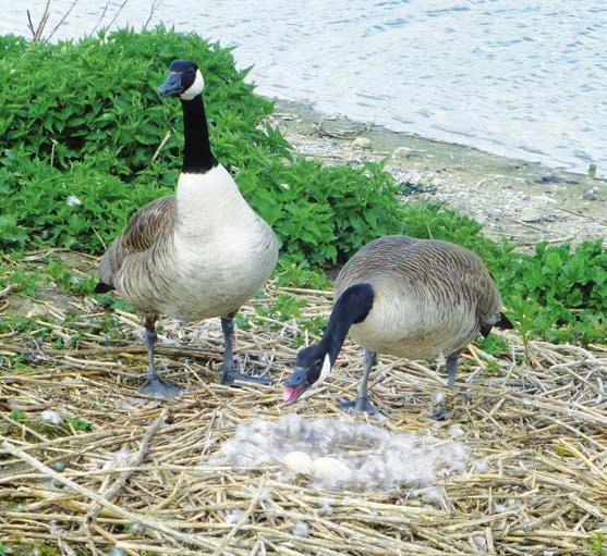 0. Februar 0 Jährliche Mähaktion auf der Möweninsel Die Vogelschutzgruppe lädt zum rbeitseinsatz für seltene Vögel ein utin (t). m Sonnabend, den. März bittet die Vogelschutzgruppe utin-bad Malente e.