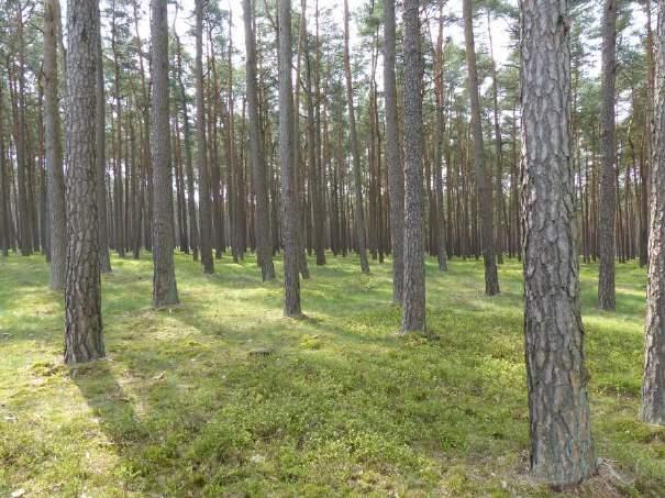 Waldbauliche Maßnahmen Waldumbau Senkung des Waldbrandrisikos durch Erhöhung des Laubholzanteils auf