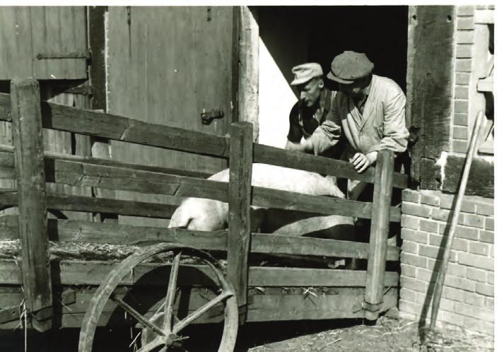 Regelmäßig steigende Umsätze gab es erst ab 1924 wieder. Noch in den 30er Jahren wurden Tiere von kleinen Betrieben mit einem Kuhgespann angeliefert.