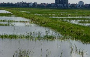 Reisfeldern und wir