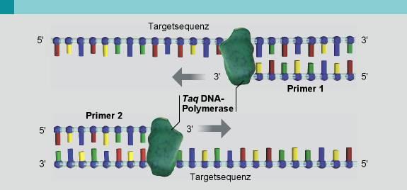 DNA-Abschnitte