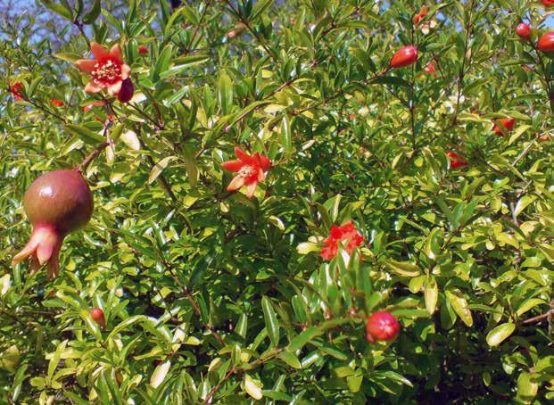 Okt. Kap-Bleiwurz (Plumbago auriculata): Blüte