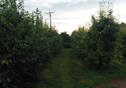 Allein in Rheinland Pfalz sind einige tausend Hektar obst- und weinbaulich genutzter Flächen in den Trockenlagen der Rheinebene betroffen, vor allem die kalkreichen, feinporigen, stark tonhaltigen