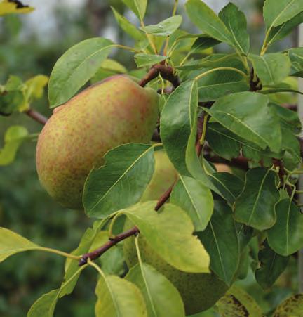 Vorzeitig reifende Früchte an Bäumen der Sorte Alexander Lukas, die von Eisenmangel betroffen sind. Eisenmangel an Blättern der Apfelsorte Wellant.