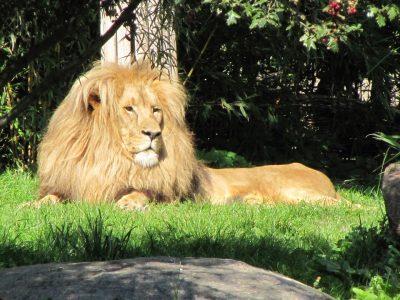 Platz 7: Zoologischer Garten Leipzig Neben dem Berliner Zoo und dem Hannoveraner Gegenstück gehört der Zoologische Garten zu den ältesten und bekanntesten Zoos Deutschlands.