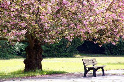 Platz 9: Parks Leipzig ist bekannt für seine vielen Grünflächen, -straßen und Parks.