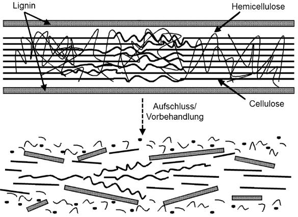 16 2 Das Edukt Biomasse halb der Matrix aus Lignin und Hemicellulose fest gebunden. Hemicellulose ist ein Zuckerpolymer bestehend aus fünf Monosacchariden, d.h. Pentosen und Hexosen.