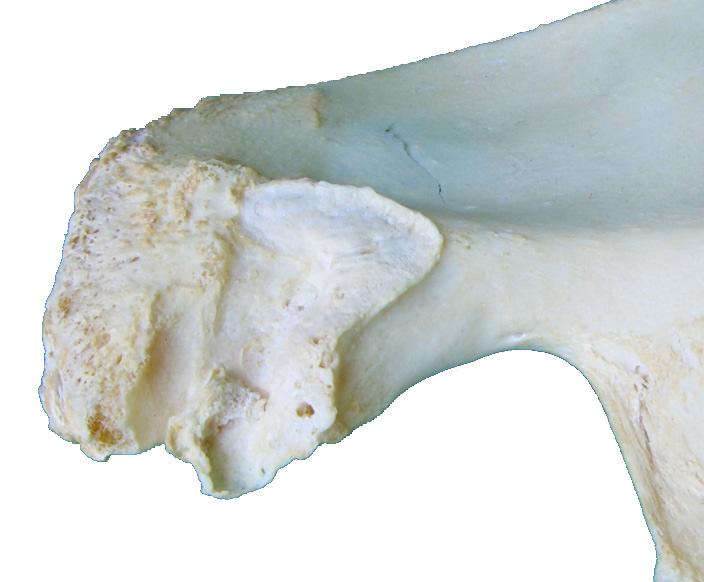 m Iliac tuberosity [51] Die Tuberositas iliaca findet sich dorsal der Facies auricularis.