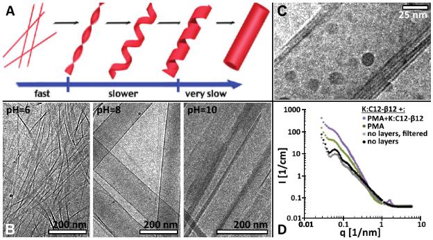 Supramolecular Systems Layer-by-Layer Modification of Self-Assembled Nanotubes from Amino Acid Amphiphiles in Solution Kathrin Voigtländer 1, Inbal Abutbul-Ionita 2, Dganit Danino 2 and Michael
