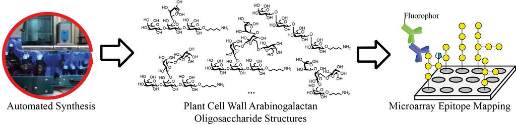 Advances in Organic and Inorganic Chemistry Automated Glycan Assembly of Plant Cell Wall-Derived Arabinogalactan Oligosaccharides for Epitope Mapping of Cell Wall Glycan-Directed Antibodies and