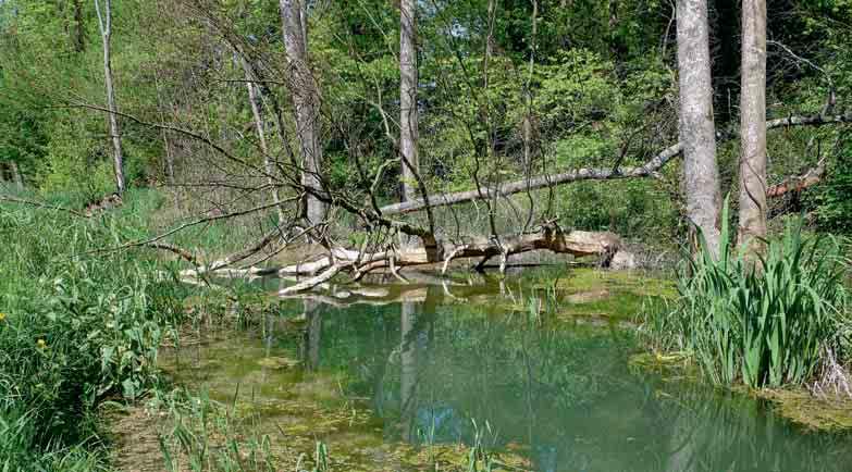 Dieser gefällte Baum oberhalb eines Dammes bietet gute Verstecke für Fische und Sitzwarten für den Eisvogel. Im ruhigen Wasser oberhalb des Damms finden Grasfrösche geeignete Laichplätze.
