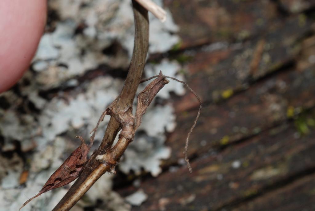 2011 (Freilandfoto) Die Raupe hat jetzt ihr endgültiges Aussehen angenommen und lebt sehr versteckt auf der Fraßpflanze. Abbildung 13: Raupe des Kleinen Eisvogels in ihrem Hibernarium am 8.10.