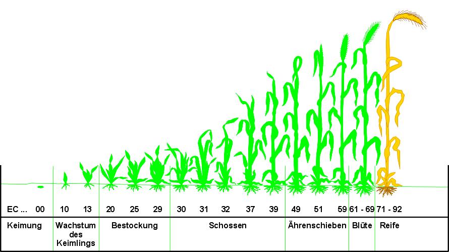 22 Quelle: Müller, HUB Traditionelles und stabilisiertes Düngungssystem bei Wintergetreide traditionell stabilisiert stabilisiert BEFU Schnelltest