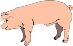 Operative Ziele der PG Verringerung des Salmonelleneintrags durch Schlachtschweine in die Lebensmittelkette Zentrale Maßnahmen für die Überwachungsbehörden und Lebensmittelunternehmen 2.