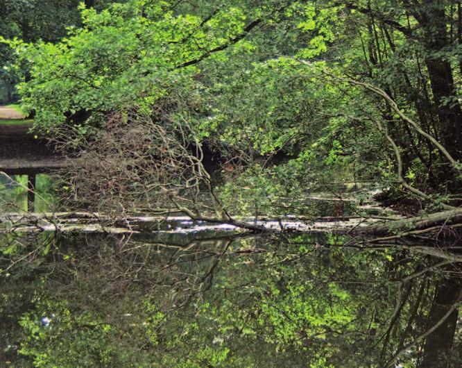 Holz im Wasser so wertvoll wie im Wald In fast jedem natürlichen Gewässer findet sich Holz. Es ist von hoher Bedeutung für den Lebensraum Bach.